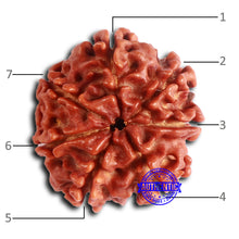 Load image into Gallery viewer, 7 Mukhi Nepalese Rudraksha - Bead No 619