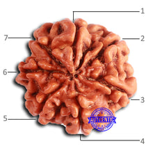Load image into Gallery viewer, 7 Mukhi Nepalese Rudraksha - Bead No 621