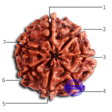 Load image into Gallery viewer, 7 Mukhi Nepalese Rudraksha - Bead No 622