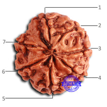 Load image into Gallery viewer, 7 Mukhi Nepalese Rudraksha - Bead No 623