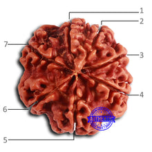 Load image into Gallery viewer, 7 Mukhi Nepalese Rudraksha - Bead No 625