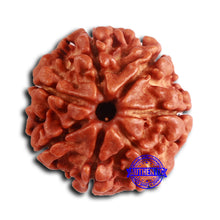 Load image into Gallery viewer, 7 Mukhi Nepalese Rudraksha - Bead No 615
