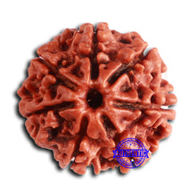 Load image into Gallery viewer, 7 Mukhi Nepalese Rudraksha - Bead No 616