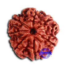 Load image into Gallery viewer, 7 Mukhi Nepalese Rudraksha - Bead No 617