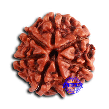 Load image into Gallery viewer, 7 Mukhi Nepalese Rudraksha - Bead No 622