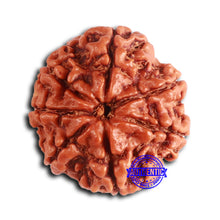 Load image into Gallery viewer, 7 Mukhi Nepalese Rudraksha - Bead No 623