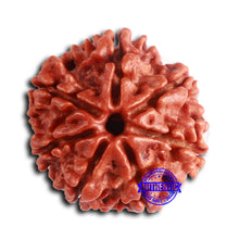 Load image into Gallery viewer, 7 Mukhi Nepalese Rudraksha - Bead No 626