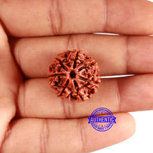 Load image into Gallery viewer, 7 Mukhi Nepalese Rudraksha - Bead No 616