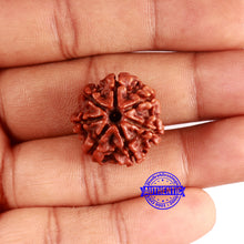 Load image into Gallery viewer, 7 Mukhi Nepalese Rudraksha - Bead No 618