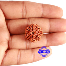 Load image into Gallery viewer, 7 Mukhi Nepalese Rudraksha - Bead No 621