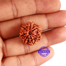 Load image into Gallery viewer, 7 Mukhi Nepalese Rudraksha - Bead No 624