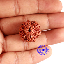 Load image into Gallery viewer, 7 Mukhi Nepalese Rudraksha - Bead No 625