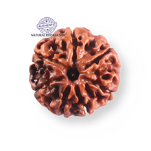 Load image into Gallery viewer, 7 Mukhi Nepalese Rudraksha - Bead No 117