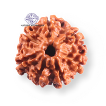Load image into Gallery viewer, 7 Mukhi Nepalese Rudraksha - Bead No 118
