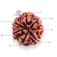 Load image into Gallery viewer, 7 Mukhi Nepalese Rudraksha - Bead No 121