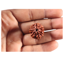 Load image into Gallery viewer, 7 Mukhi Nepalese Rudraksha - Bead No 121