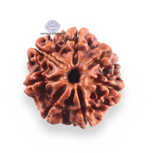 Load image into Gallery viewer, 7 Mukhi Nepalese Rudraksha - Bead No 122