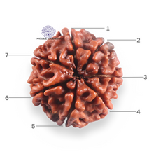 Load image into Gallery viewer, 7 Mukhi Nepalese Rudraksha - Bead No 123