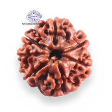 Load image into Gallery viewer, 7 Mukhi Nepalese Rudraksha - Bead No 127