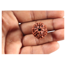 Load image into Gallery viewer, 7 Mukhi Nepalese Rudraksha - Bead No 127