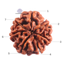 Load image into Gallery viewer, 7 Mukhi Nepalese Rudraksha - Bead No 129