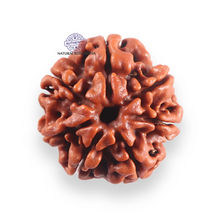 Load image into Gallery viewer, 7 Mukhi Nepalese Rudraksha - Bead No 129