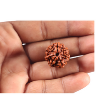 Load image into Gallery viewer, 7 Mukhi Nepalese Rudraksha - Bead No 129