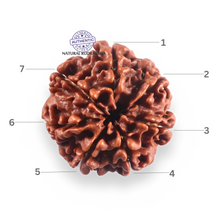 Load image into Gallery viewer, 7 Mukhi Nepalese Rudraksha - Bead No 131