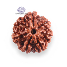 Load image into Gallery viewer, 7 Mukhi Nepalese Rudraksha - Bead No 131