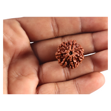 Load image into Gallery viewer, 7 Mukhi Nepalese Rudraksha - Bead No 131