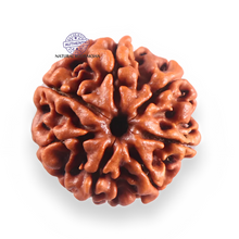 Load image into Gallery viewer, 7 Mukhi Nepalese Rudraksha - Bead No 132