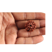 Load image into Gallery viewer, 7 Mukhi Nepalese Rudraksha - Bead No 134