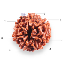 Load image into Gallery viewer, 7 Mukhi Nepalese Rudraksha - Bead No 135