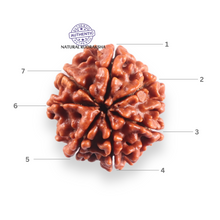 Load image into Gallery viewer, 7 Mukhi Nepalese Rudraksha - Bead No 136
