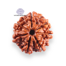 Load image into Gallery viewer, 7 Mukhi Nepalese Rudraksha - Bead No 136