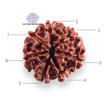 Load image into Gallery viewer, 7 Mukhi Nepalese Rudraksha - Bead No 142