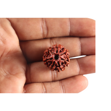 Load image into Gallery viewer, 7 Mukhi Nepalese Rudraksha - Bead No 142