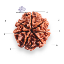 Load image into Gallery viewer, 7 Mukhi Nepalese Rudraksha - Bead No 138