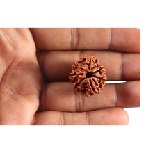 Load image into Gallery viewer, 7 Mukhi Nepalese Rudraksha - Bead No 138