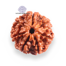 Load image into Gallery viewer, 7 Mukhi Nepalese Rudraksha - Bead No 140