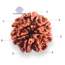 Load image into Gallery viewer, 7 Mukhi Nepalese Rudraksha - Bead No 141