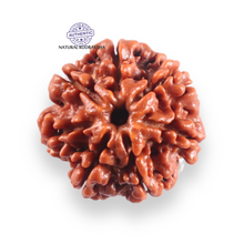 Load image into Gallery viewer, 7 Mukhi Nepalese Rudraksha - Bead No 141