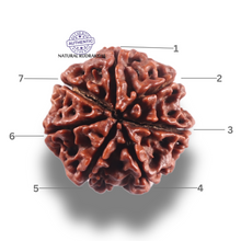 Load image into Gallery viewer, 7 Mukhi Nepalese Rudraksha - Bead No 144