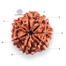 Load image into Gallery viewer, 7 Mukhi Nepalese Rudraksha - Bead No 145