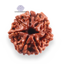 Load image into Gallery viewer, 7 Mukhi Nepalese Rudraksha - Bead No 145