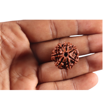 Load image into Gallery viewer, 7 Mukhi Nepalese Rudraksha - Bead No 144