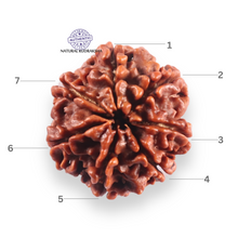 Load image into Gallery viewer, 7 Mukhi Nepalese Rudraksha - Bead No 146