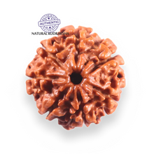 Load image into Gallery viewer, 7 Mukhi Nepalese Rudraksha - Bead No 147