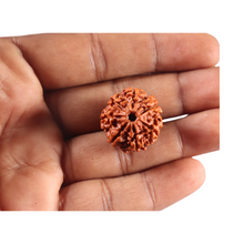 Load image into Gallery viewer, 7 Mukhi Nepalese Rudraksha - Bead No 147