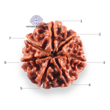 Load image into Gallery viewer, 7 Mukhi Nepalese Rudraksha - Bead No 148